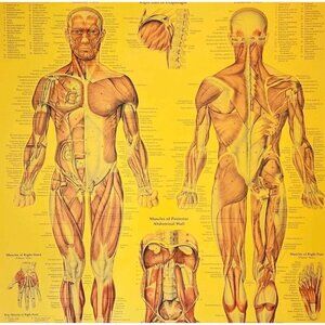1997 Muscular System Anatomical Chart Laminated Poster Medical Hospital GstRm